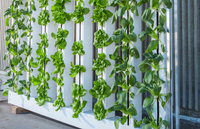 Vertical Farming describes a method in which plants grow in a vertical way.